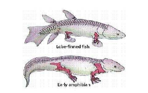 我国科学家证实人类是从鱼进化来的(我国科学家证实人类是从鱼进化来的吗?)